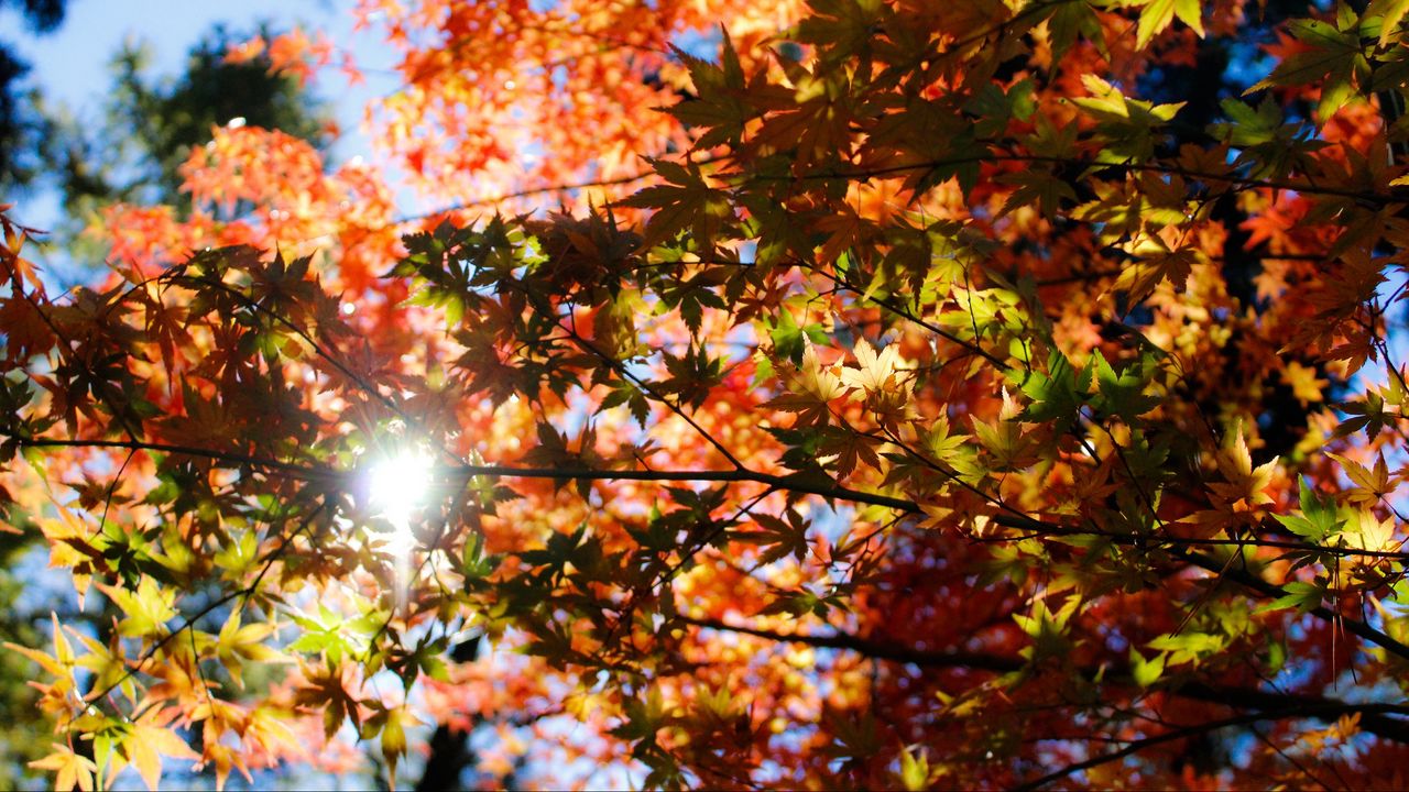 Wallpaper autumn, foliage, trees, sunlight