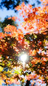 Preview wallpaper autumn, foliage, trees, sunlight