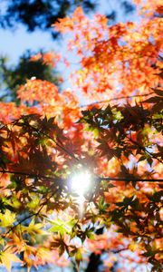 Preview wallpaper autumn, foliage, trees, sunlight