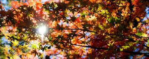 Preview wallpaper autumn, foliage, trees, sunlight