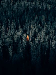 Preview wallpaper autumn, forest, aerial view, contrast, dark