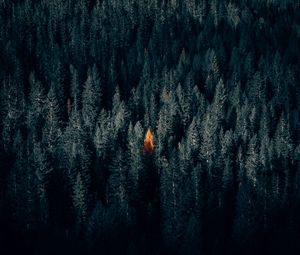 Preview wallpaper autumn, forest, aerial view, contrast, dark