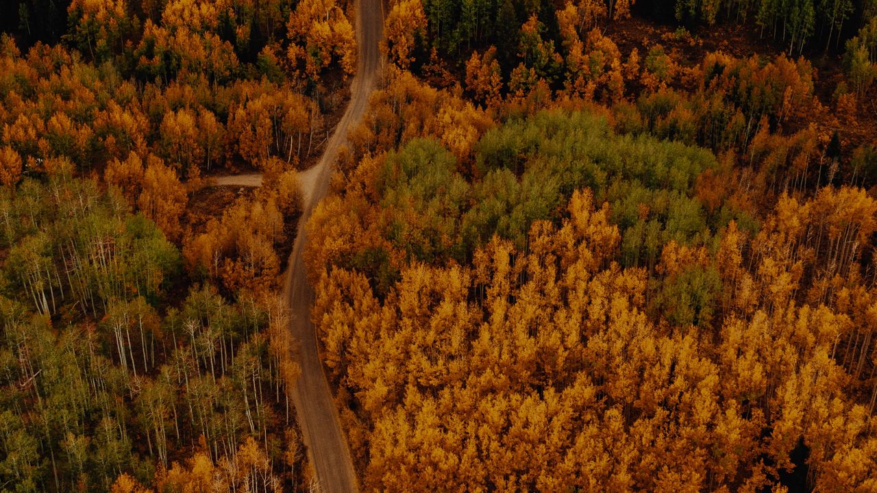 Wallpaper autumn, forest, aerial view, road, car