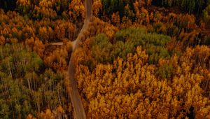 Preview wallpaper autumn, forest, aerial view, road, car