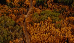 Preview wallpaper autumn, forest, aerial view, road, car
