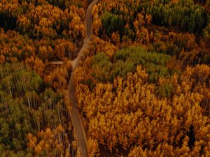 Preview wallpaper autumn, forest, aerial view, road, car