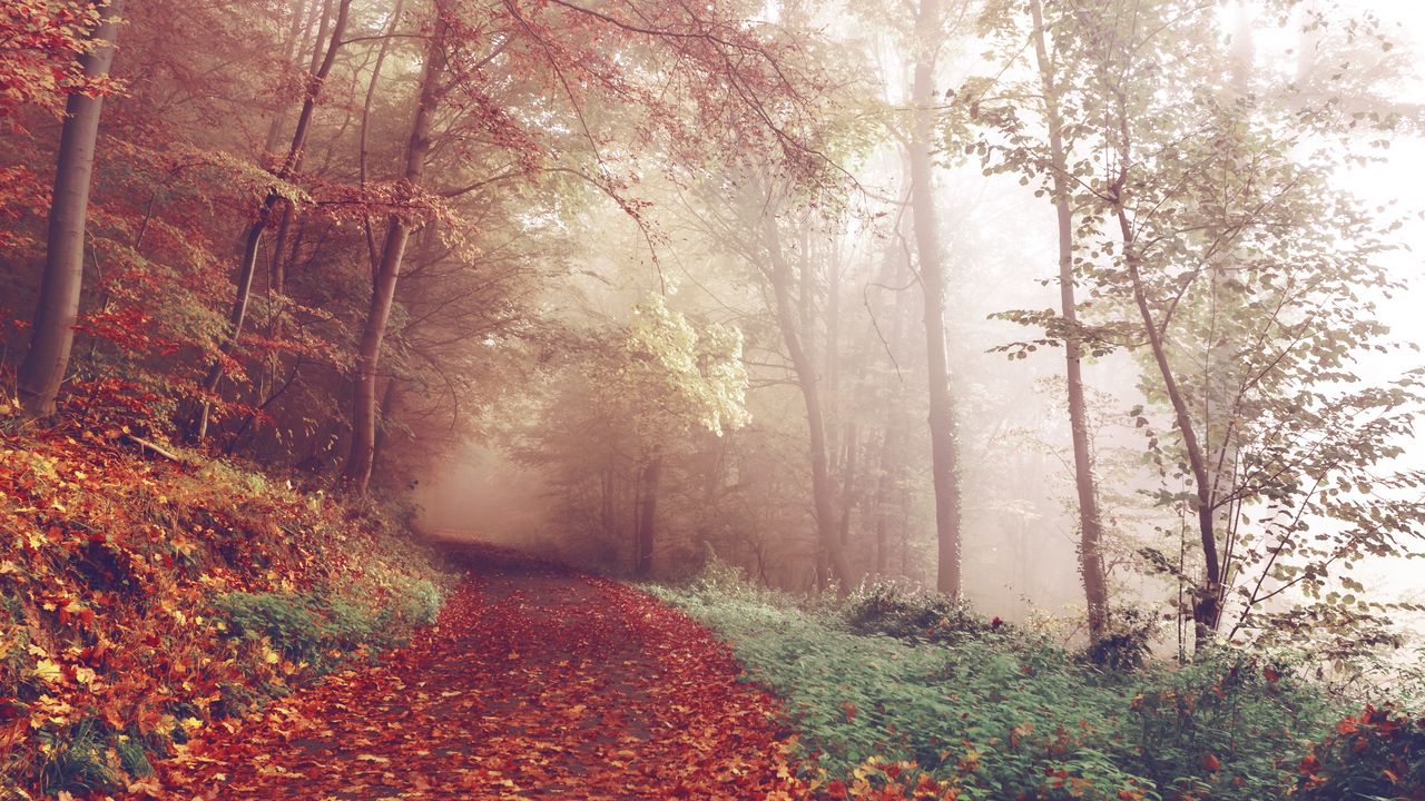 Wallpaper autumn, forest, fog, path