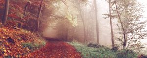 Preview wallpaper autumn, forest, fog, path