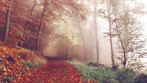 Preview wallpaper autumn, forest, fog, path