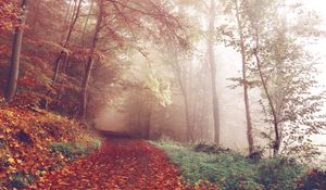 Preview wallpaper autumn, forest, fog, path