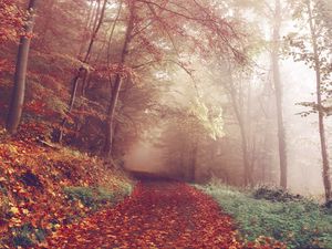 Preview wallpaper autumn, forest, fog, path