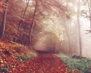 Preview wallpaper autumn, forest, fog, path