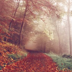 Preview wallpaper autumn, forest, fog, path