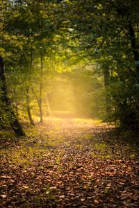 Preview wallpaper autumn, forest, fog, path, foliage