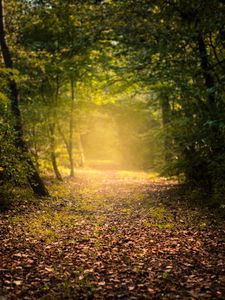 Preview wallpaper autumn, forest, fog, path, foliage