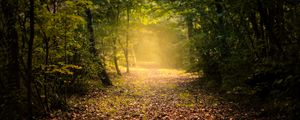 Preview wallpaper autumn, forest, fog, path, foliage