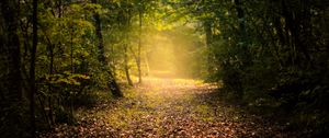 Preview wallpaper autumn, forest, fog, path, foliage