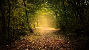 Preview wallpaper autumn, forest, fog, path, foliage