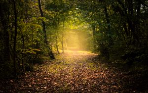 Preview wallpaper autumn, forest, fog, path, foliage