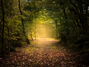 Preview wallpaper autumn, forest, fog, path, foliage