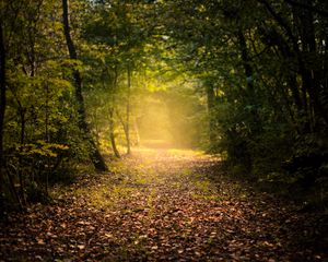 Preview wallpaper autumn, forest, fog, path, foliage