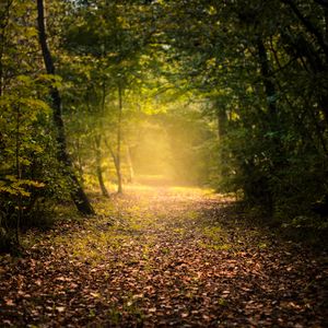 Preview wallpaper autumn, forest, fog, path, foliage