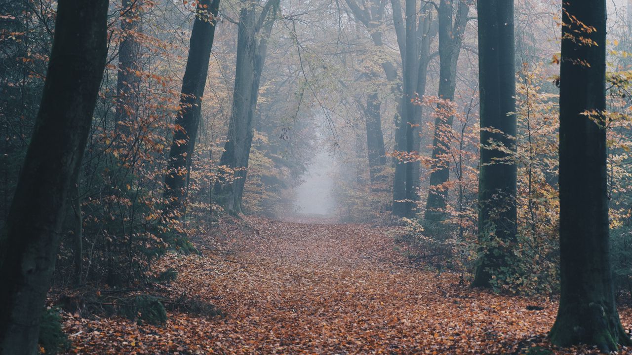 Wallpaper autumn, forest, fog, path, nature