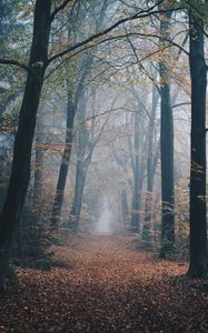 Preview wallpaper autumn, forest, fog, path, nature