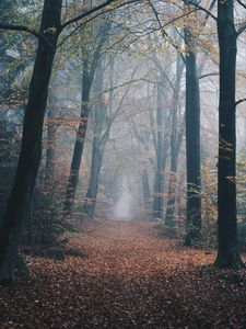 Preview wallpaper autumn, forest, fog, path, nature