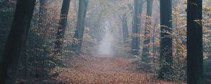 Preview wallpaper autumn, forest, fog, path, nature