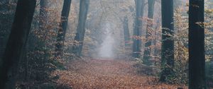 Preview wallpaper autumn, forest, fog, path, nature