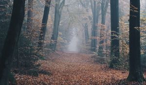 Preview wallpaper autumn, forest, fog, path, nature