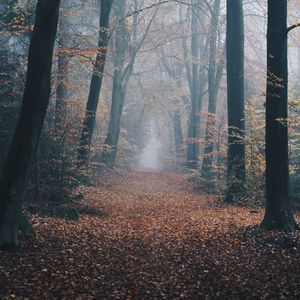 Preview wallpaper autumn, forest, fog, path, nature
