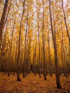 Preview wallpaper autumn, forest, foliage, trees