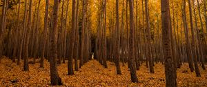 Preview wallpaper autumn, forest, foliage, trees