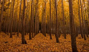 Preview wallpaper autumn, forest, foliage, trees