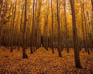 Preview wallpaper autumn, forest, foliage, trees