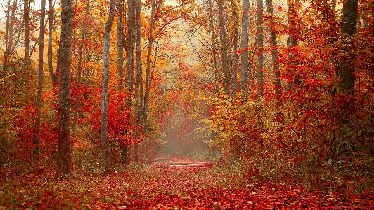 Wallpaper autumn, forest, foliage, trees, colorful