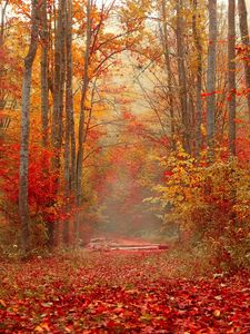 Preview wallpaper autumn, forest, foliage, trees, colorful