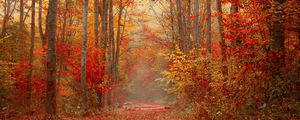 Preview wallpaper autumn, forest, foliage, trees, colorful