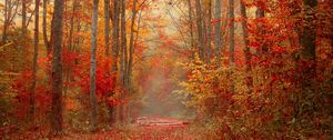 Preview wallpaper autumn, forest, foliage, trees, colorful