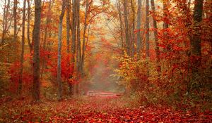 Preview wallpaper autumn, forest, foliage, trees, colorful