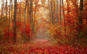 Preview wallpaper autumn, forest, foliage, trees, colorful