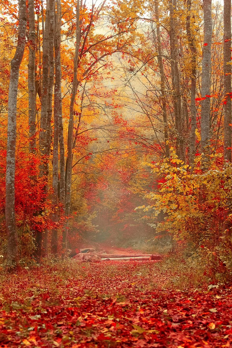 Download wallpaper 800x1200 autumn, forest, foliage, trees, colorful iphone  4s/4 for parallax hd background