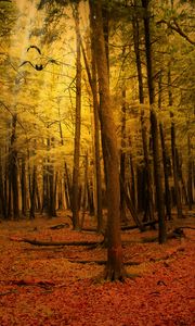 Preview wallpaper autumn, forest, landscape