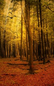 Preview wallpaper autumn, forest, landscape
