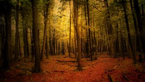 Preview wallpaper autumn, forest, landscape