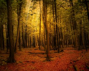 Preview wallpaper autumn, forest, landscape