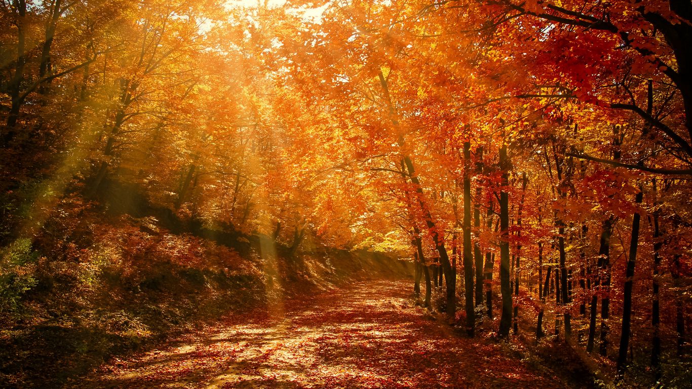 1366x768 Orange Autumn Trees  River  Autumn wallpaper hd Nature desktop  wallpaper Desktop wallpaper fall