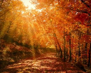 Preview wallpaper autumn, forest, park, foliage, sunlight